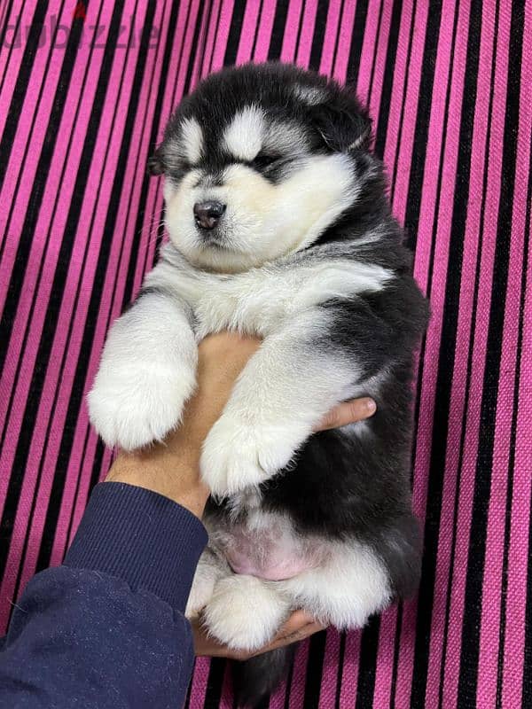 giant Alaskan malamute 2