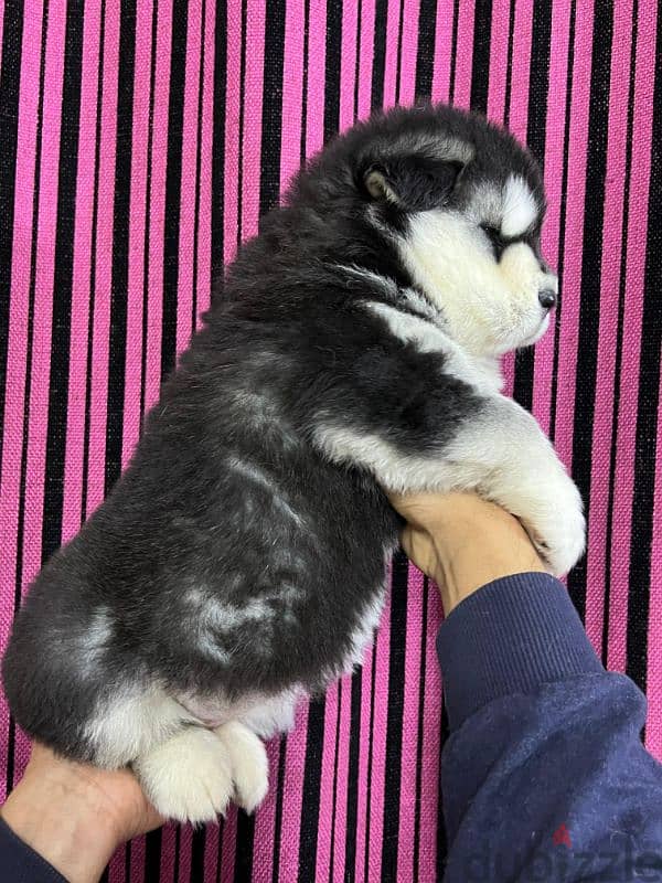 giant Alaskan malamute 3