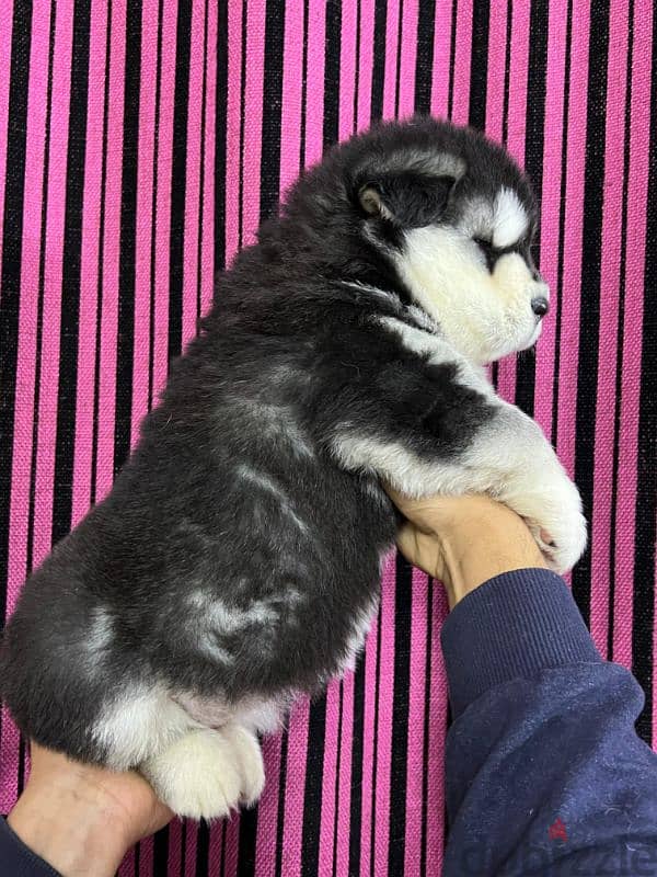 giant Alaskan malamute 6