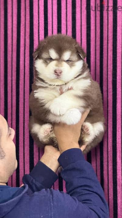 giant Alaskan malamute