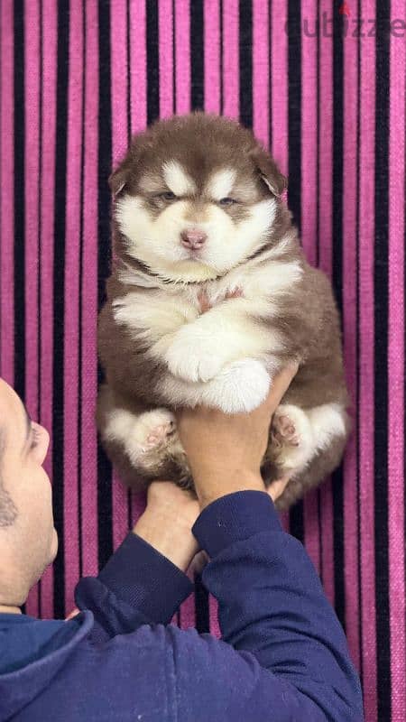 giant Alaskan malamute 0