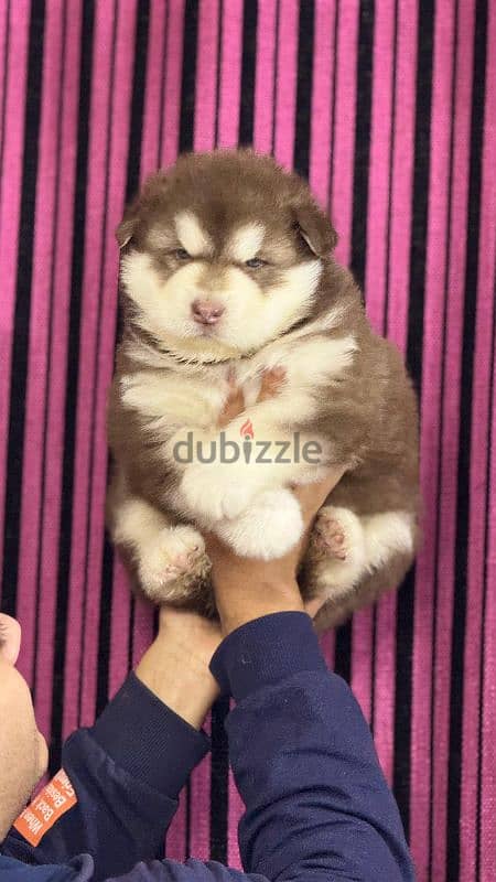 giant Alaskan malamute 2