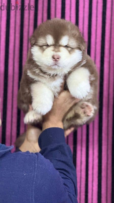 giant Alaskan malamute 3