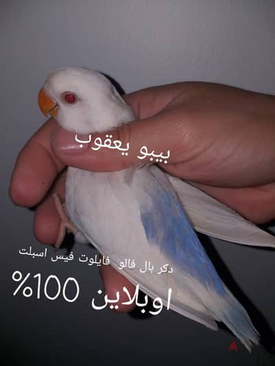 بال فالو روز