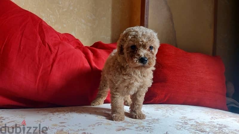 toy poodle 0