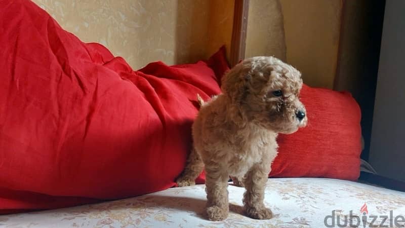 toy poodle 1