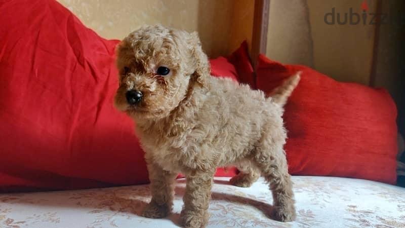 toy poodle 2