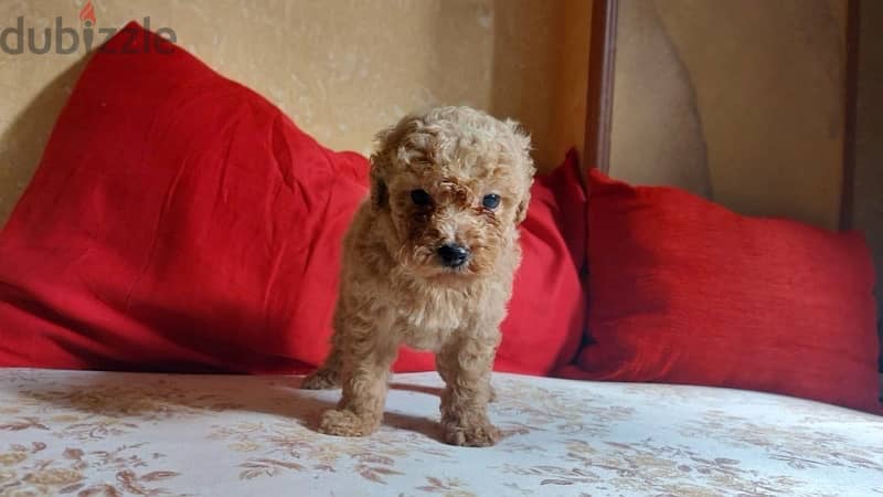 toy poodle 3