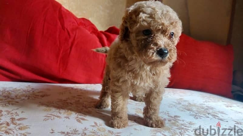 toy poodle 4