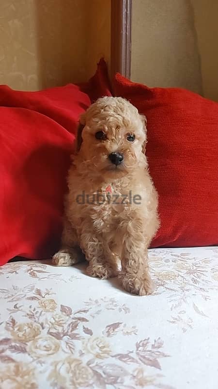 toy poodle 5