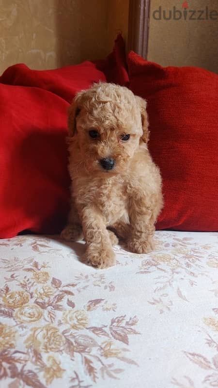 toy poodle 6