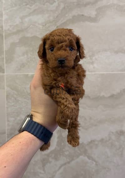 toy poodle