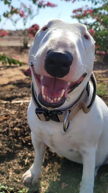 MINIATURE ENGLISH BULLTERRIER 1