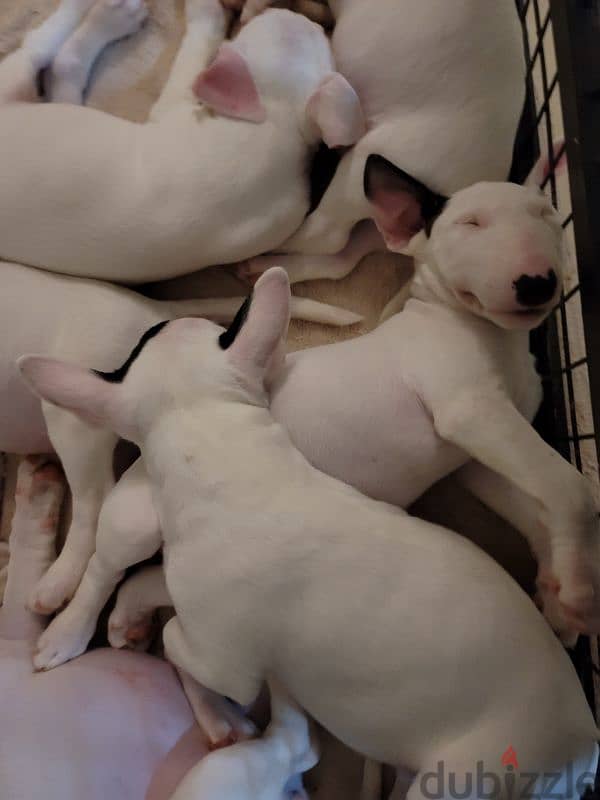 MINIATURE ENGLISH BULLTERRIER 2