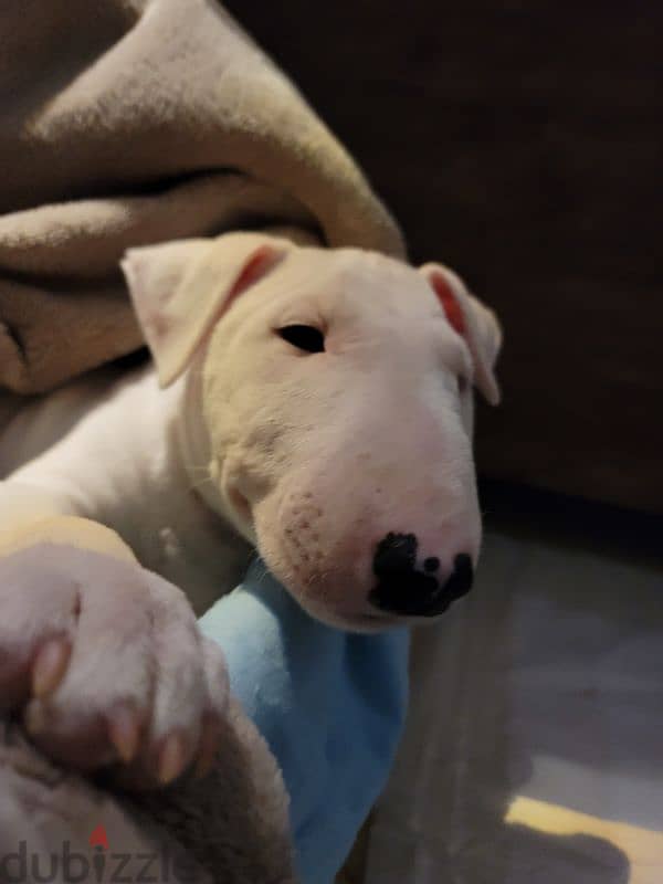 MINIATURE ENGLISH BULLTERRIER 4