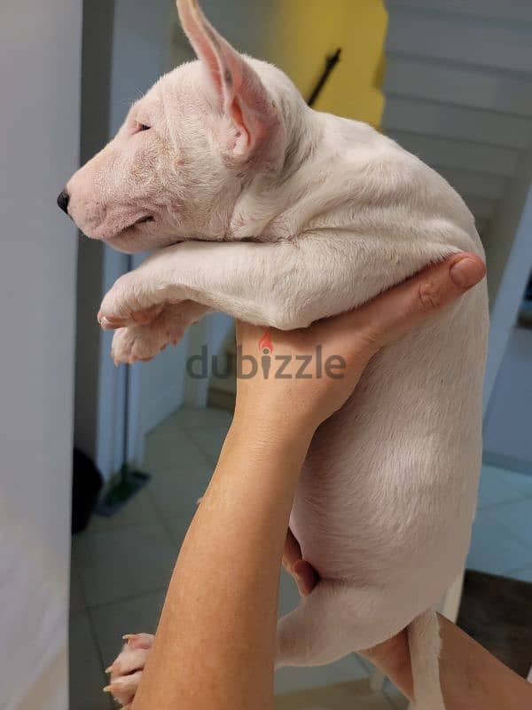 MINIATURE ENGLISH BULLTERRIER 5