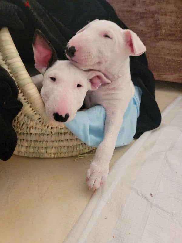 MINIATURE ENGLISH BULLTERRIER 6