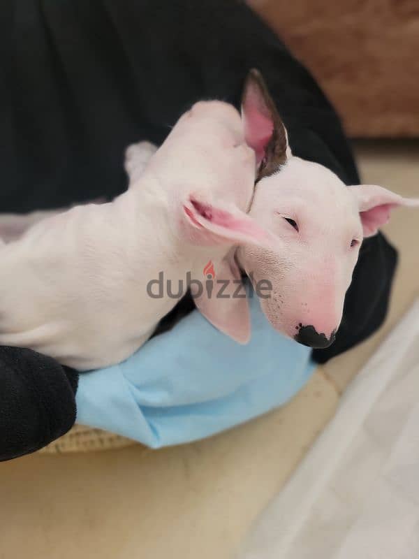 MINIATURE ENGLISH BULLTERRIER 7