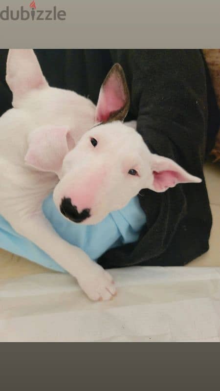 MINIATURE ENGLISH BULLTERRIER 8