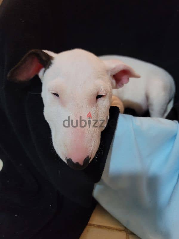 MINIATURE ENGLISH BULLTERRIER 9