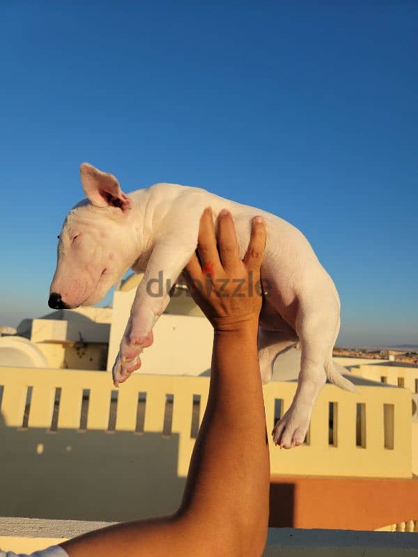 MINIATURE ENGLISH BULLTERRIER 10