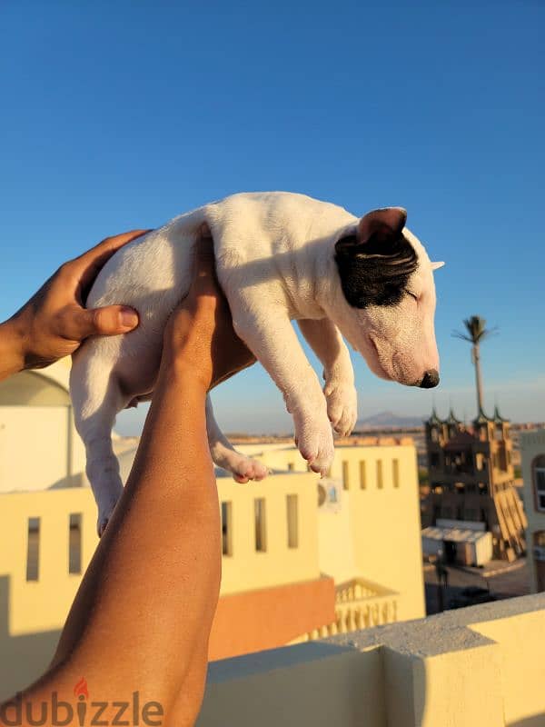 MINIATURE ENGLISH BULLTERRIER 11