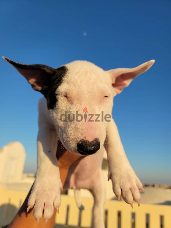 MINIATURE ENGLISH BULLTERRIER 12