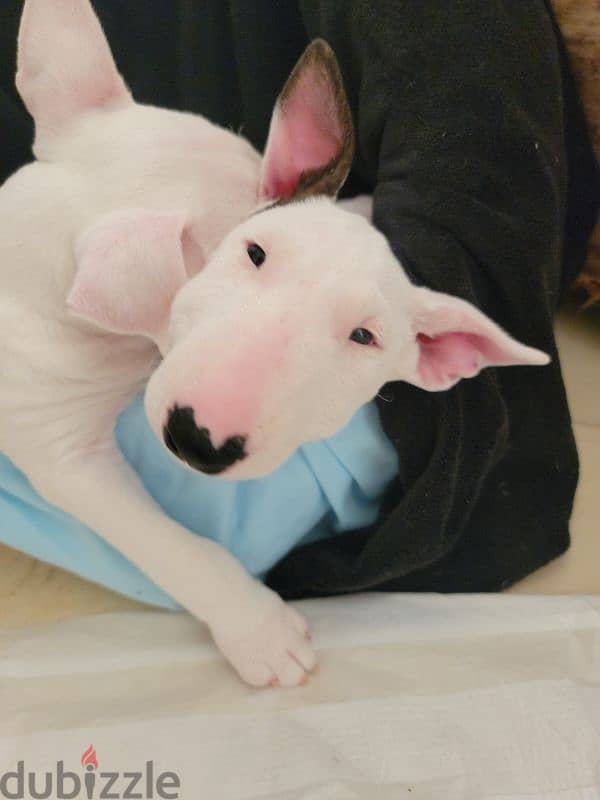 MINIATURE ENGLISH BULLTERRIER 13