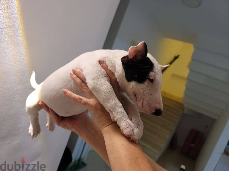 MINIATURE ENGLISH BULLTERRIER 14