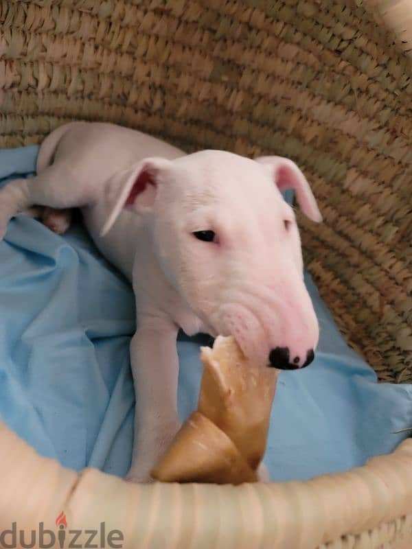 MINIATURE ENGLISH BULLTERRIER 15