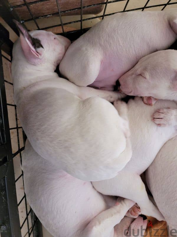 MINIATURE ENGLISH BULLTERRIER 16