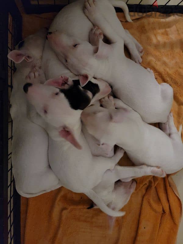 MINIATURE ENGLISH BULLTERRIER 17