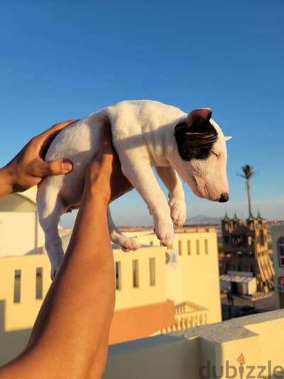 MINIBULLTERRIER BB GIRL