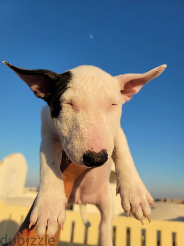 MINIBULLTERRIER BB GIRL 1