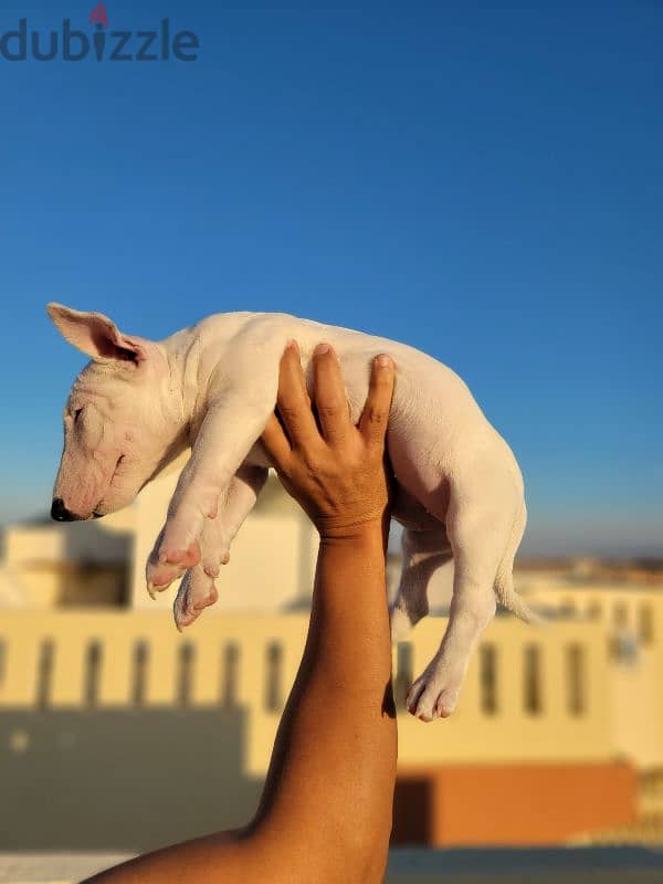 MINIBULLTERRIER BB GIRL 2