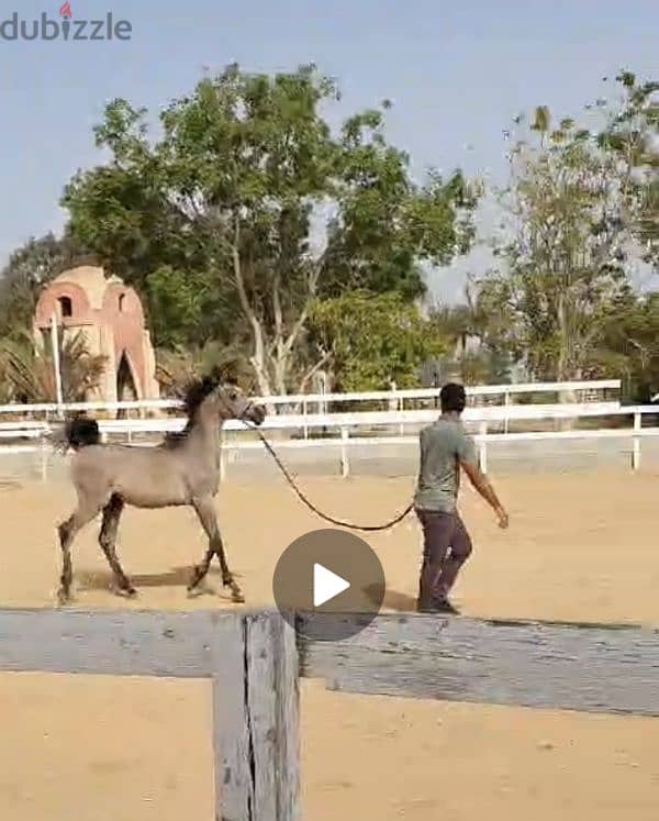 حصان عربي سنة وثلاث أشهر من أقوى الشهادات في مصر 2