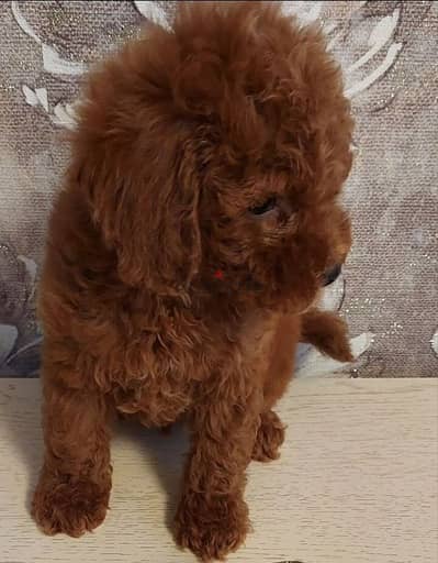 chocolate toy poodle