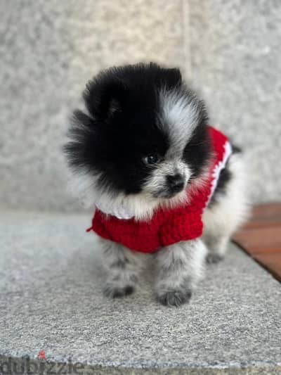 Pomeranian