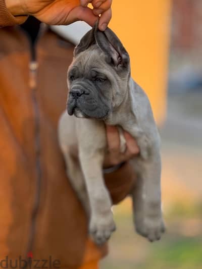 Cane Corso Male puppy