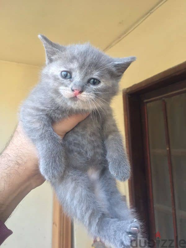 female and male British cat 60 days 0