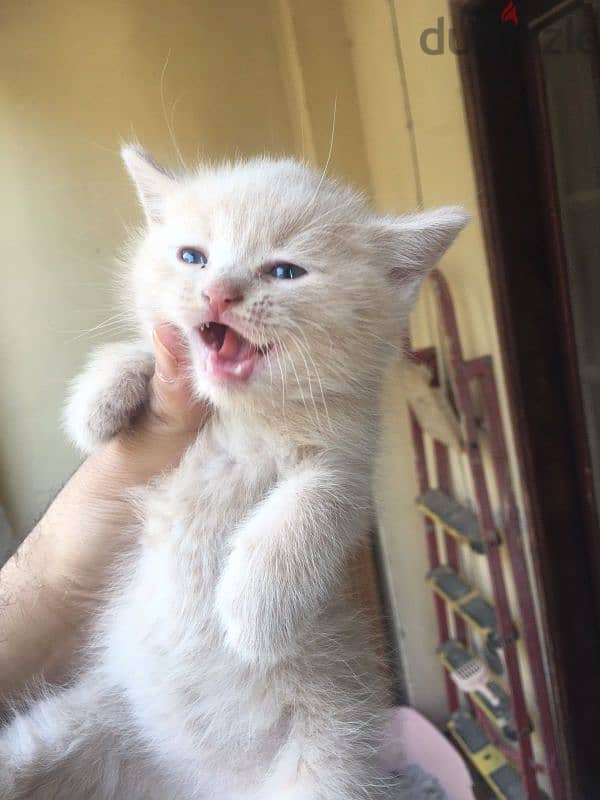 female and male British cat 60 days 1