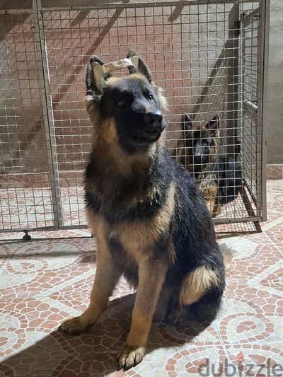 جيرمن شيبرد ١٠ شهر showline german shepherd