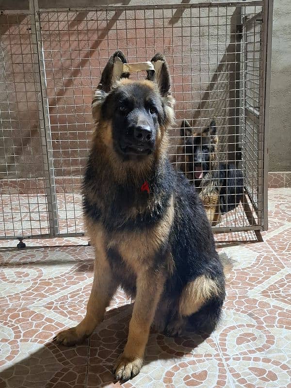 جيرمن شيبرد ١٠ شهر showline german shepherd 1