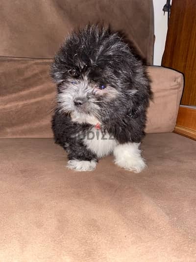 havanese