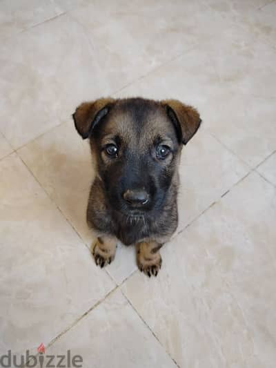 جرو جيرمن سيبل German Sable Puppy