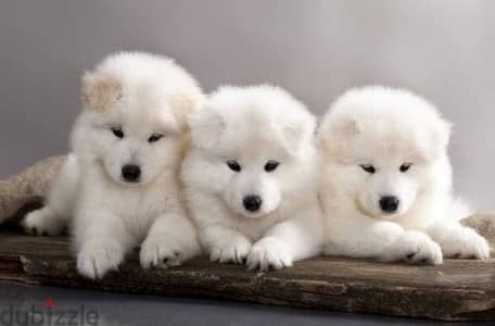 Samoyed