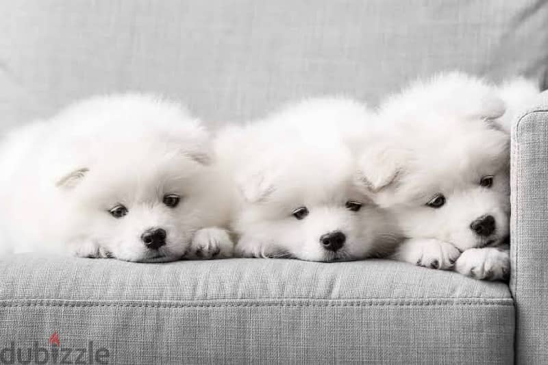 Samoyed puppies 1