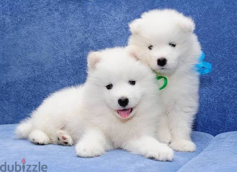 Samoyed puppies 2