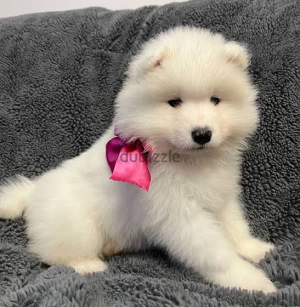 Samoyed puppies 3