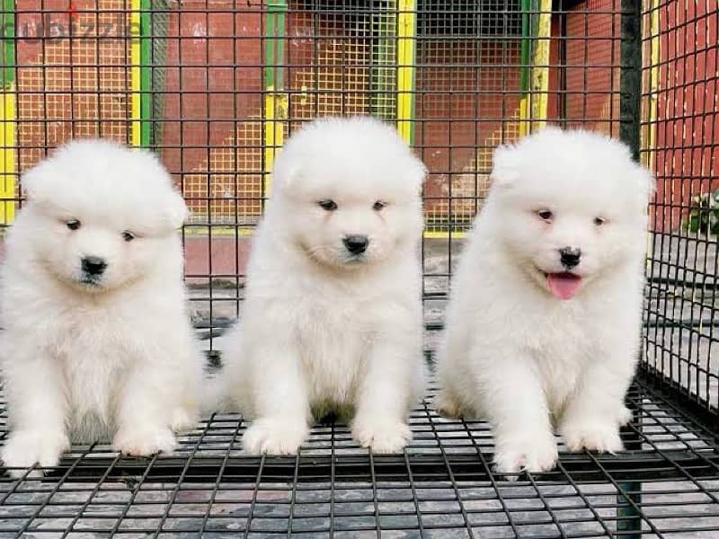 Samoyed puppies 4